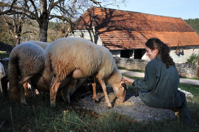 La tonte des moutons.